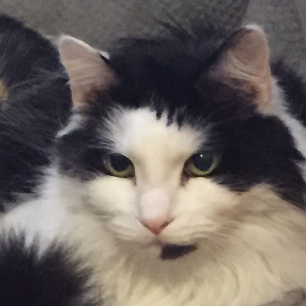 Meet your Posher, Xin